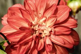 red Dahlia Flower close-up on blurred background