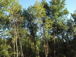 green trees on a clear sunny day