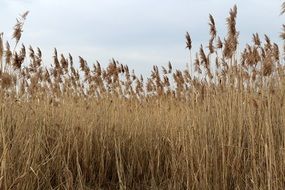 dry reed on the lake
