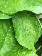 Water drops on a green leaves at the sunlight