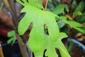 green leaf in water close-up