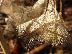 dry Hydrangea at Autumn