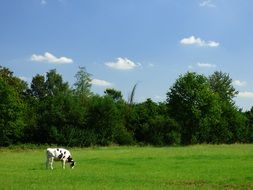 Lonely Cow on Pasture