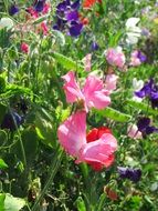 Colorful lathyrus flowers blossom