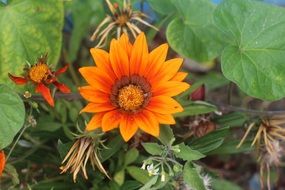orange flower on a bush close-up