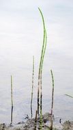 plants on the shore of the lake