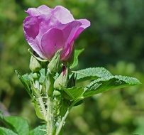 rugosa rose bud