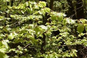 Spring Tree with green leaves