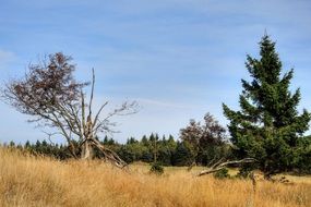 tree and spruce in a picturesque landscape