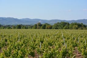 vineyards at the foot of dentelles the montmirail