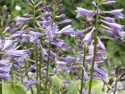wildflowers closeup