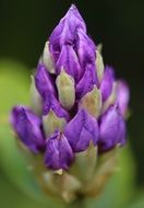 blossom of a purple flower
