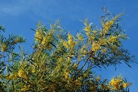 Broom tree branches