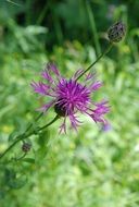 violet flower on the wild meadow