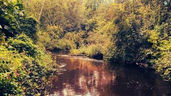 Landscape with the beautiful lake in the beautiful forest