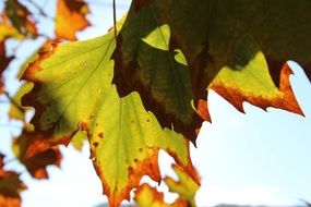 colorful autumn leaves under the bright sun