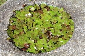 green leaves of a water lily in a pond