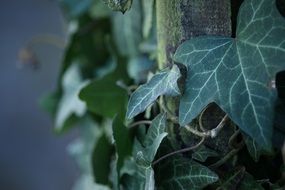 green leaves on a old wooden fence