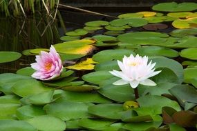 pink and white water lilies on the pond