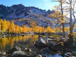 Yellow tree forest