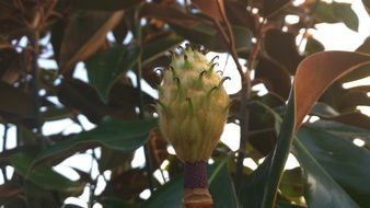 large bud of magnolia closeup