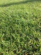 Picture of green Grass Field close-up