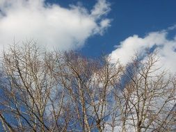 Tree branches and clouds