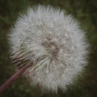 fluffy white dandelion