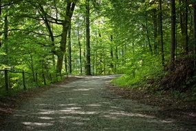 forest trail in the game of sunlight