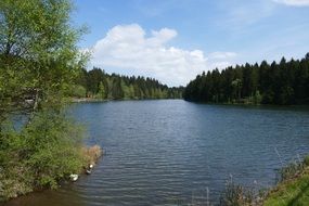 Grumbach pond in the forest