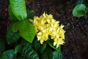ixora plant with yellow flowers