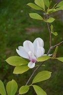 white flower on a branch of magnolia