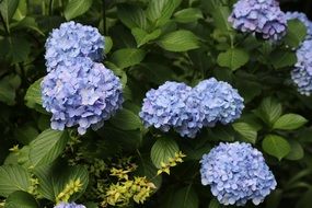 Hydrangea Plants with blue blossoms