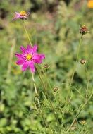 hot pink flower on a green field