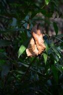 Leaf Dry