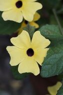 brown eyed susanne or Rudbeckia hirta