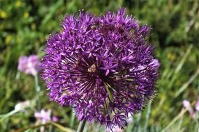 amazing Purple Blossom