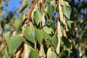 Beautiful yellow birch catkins on the branches with green leaves