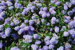 Beautiful colorful flowerbed