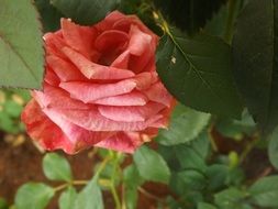 pink rose flower in nature