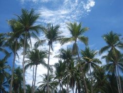 Coconut Trees in Costa Rica