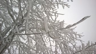 branches in the snow closeup