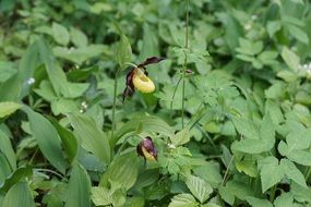 green leaves of plants in the flowerbed