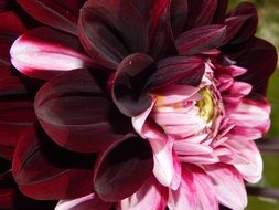 garden dahlia in summer close-up