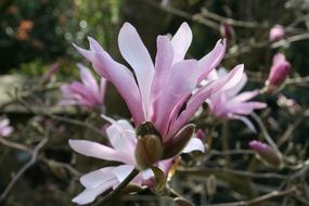 Blooming magnolia flowers in the spring close-up on blurred background