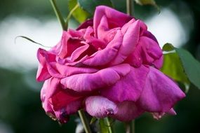 Red rose blossoms on the bush