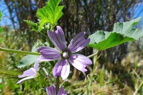 flowers of mauves