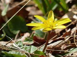 yellow flower among dry foliage