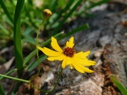 yellow wild flower in the forest