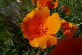 orange garden flowers under the bright sun